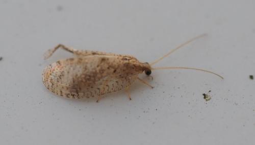 Réf. 296 009 : Hemerobius sp.